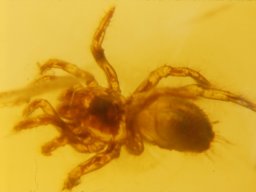 01-spinne-b3214_20070216_1422387650