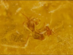 03-ameise_in_verteidigung1_20070216_1849905164