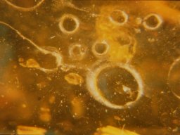 04-regentropfen2_20070216_1895958434