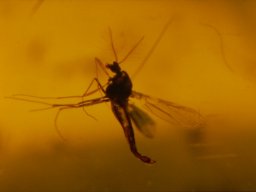 05-tanzende_muecke3_20070216_2043172396