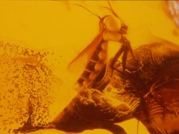 06-trauermuecke4_20070216_1143407628