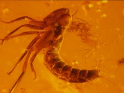 07-zickadenlarve5_20070216_2032706791