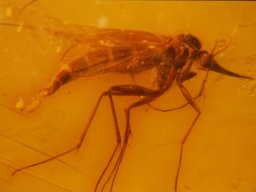 08-pilzmuecke-eiern6_20070216_1529719366