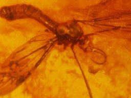 09-schnaken-bachmuecke7_20070216_1620222818