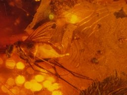 10-langbeinfliege8_20070216_1154204398