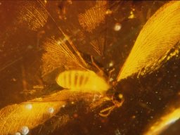 11-termite9_20070216_1359698160