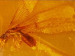 12-termite-ii10_20070216_1167526726