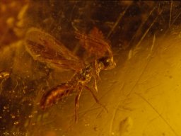 13-paras-wespe11_20070216_1957422254