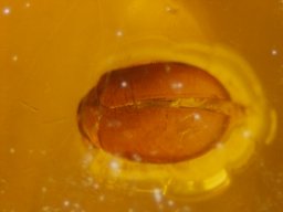 14-kaefer_oben12_20070216_1330176246