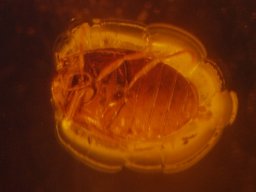 15-kaefer_unten13_20070216_1532031606