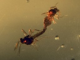 20070207_1883601882_flycop