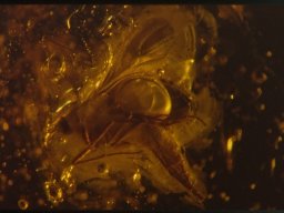 20070216_1540299322_19