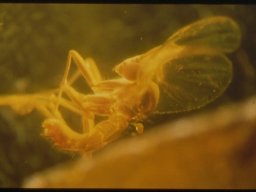 201_20070216_1110332702