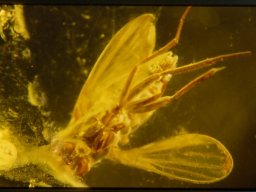 212_20070216_1462300417