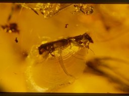 223_20070216_1199610610