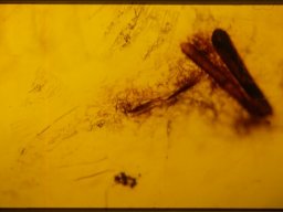 234_20070216_1650144150