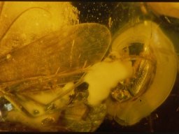 245_20070216_1295819537