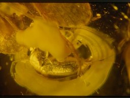 256_20070216_1378900802