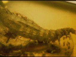 267_20070216_1462479259