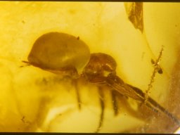 278_20070216_2037393909